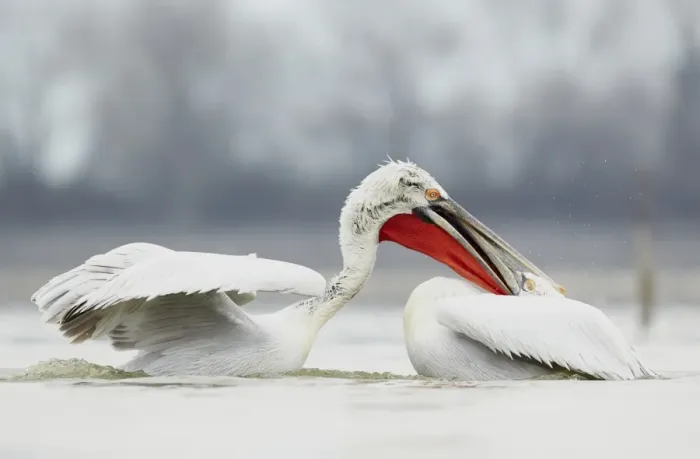 Framed Print : Dalmatian Pelican (Pelecanus crispus) two adults, breeding plumage, fighting on lake at beginning of breeding season Framed Print : Dalmatian Pelican (Pelecanus crispus) two adults, breeding plumage, fighting on lake at beginning of breeding season