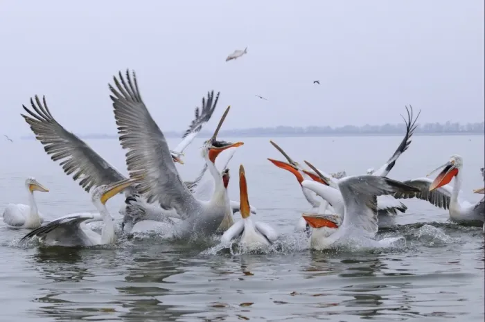 Framed Print : Dalmatian Pelican (Pelecanus crispus) adults and juveniles, group lunging at fish thrown by fisherman, Lake Kerkini, Macedonia, Greece