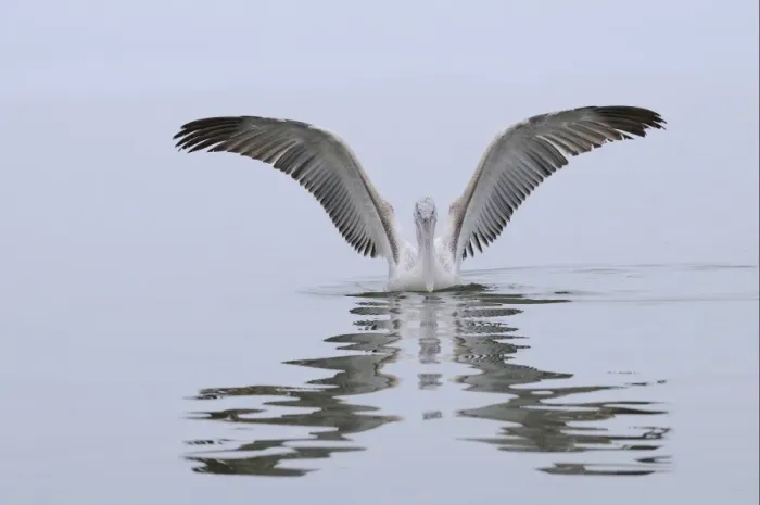 Framed Print : Dalmatian Pelican (Pelecanus crispus) juvenile, landing on water, Lake Kerkini, Macedonia, Greece Framed Print : Dalmatian Pelican (Pelecanus crispus) juvenile, landing on water, Lake Kerkini, Macedonia, Greece