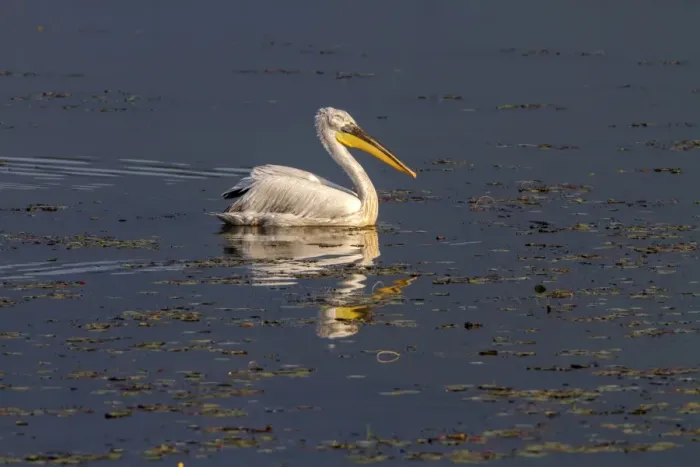 Framed Print : Dalmatian Pelican swimming on Lake Kerkini, Northern Greece Framed Print : Dalmatian Pelican swimming on Lake Kerkini, Northern Greece