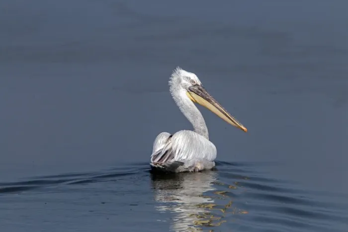 Framed Print : Dalmatian Pelican swimming on Lake Kerkini, Northern Greece