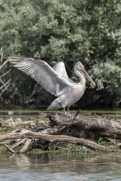 Framed Print : Dalmatian Pelican on tree stump flapping wings at Lake Kerkini, Greece Framed Print : Dalmatian Pelican on tree stump flapping wings at Lake Kerkini, Greece