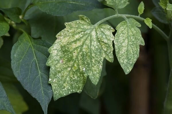 Damage to tomato leaves by two-spotted or red spider mites, Tetranychus urticae in a garden greenhouse