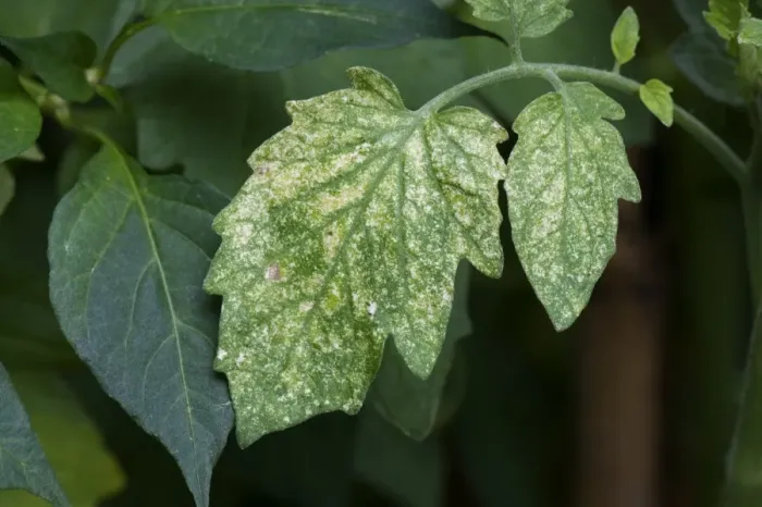 Framed Print : Damage to tomato leaves by two-spotted or red spider mites, Tetranychus urticae in a garden greenhouse