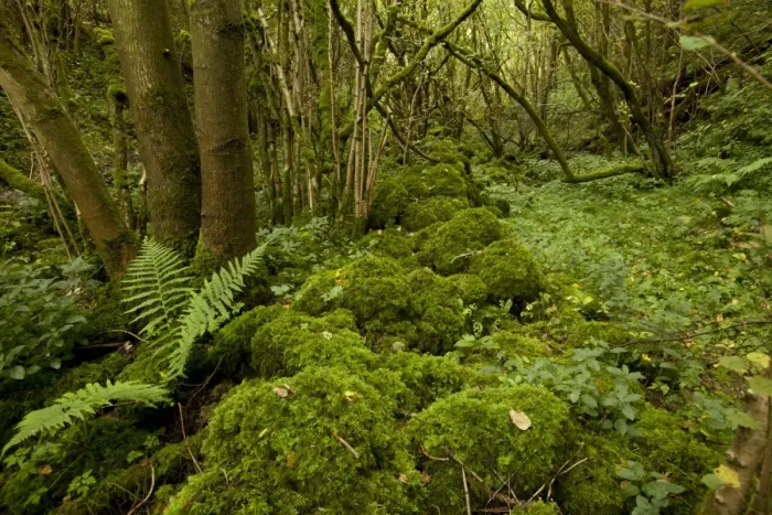 Framed Print : Damp and mossy deciduous woodland habitat, Monks Dale, Derbyshire Dales N. N. R. White Peak, Peak District N. P Framed Print : Damp and mossy deciduous woodland habitat, Monks Dale, Derbyshire Dales N. N. R. White Peak, Peak District N. P