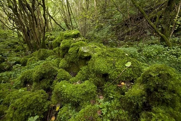 Damp and mossy deciduous woodland habitat, Monks Dale, Derbyshire Dales N. N. R. White Peak, Peak District N. P