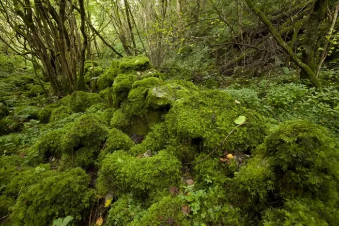 Framed Print : Damp and mossy deciduous woodland habitat, Monks Dale, Derbyshire Dales N. N. R. White Peak, Peak District N. P