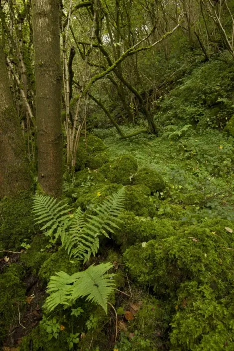 Framed Print : Damp and mossy deciduous woodland habitat, Monks Dale, Derbyshire Dales N. N. R. White Peak, Peak District N. P Framed Print : Damp and mossy deciduous woodland habitat, Monks Dale, Derbyshire Dales N. N. R. White Peak, Peak District N. P