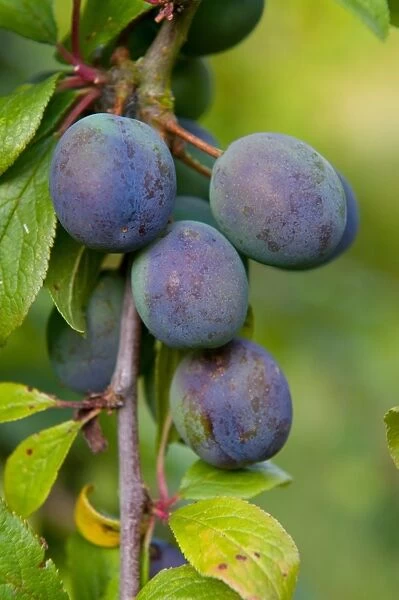 Damson (Prunus domestica var. insititia) Langley Bullace, close-up of fruit, growing in orchard, Norfolk, England
