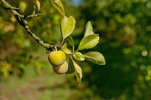 Damson (Prunus domestica var. insititia) Mirabelle Golden Sphere, close-up of fruit, growing in orchard, Norfolk
