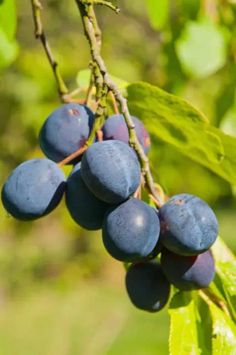 Framed Print : Damson (Prunus domestica var. insititia) Langley Bullace, close-up of fruit, growing in orchard, Norfolk, England Framed Print : Damson (Prunus domestica var. insititia) Langley Bullace, close-up of fruit, growing in orchard, Norfolk, England