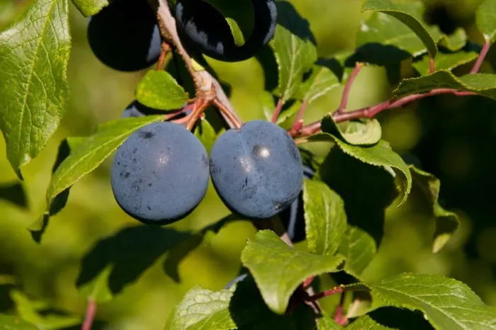 Framed Print : Damson (Prunus domestica var. insititia) Langley Bullace, close-up of fruit, growing in orchard, Norfolk, England Framed Print : Damson (Prunus domestica var. insititia) Langley Bullace, close-up of fruit, growing in orchard, Norfolk, England