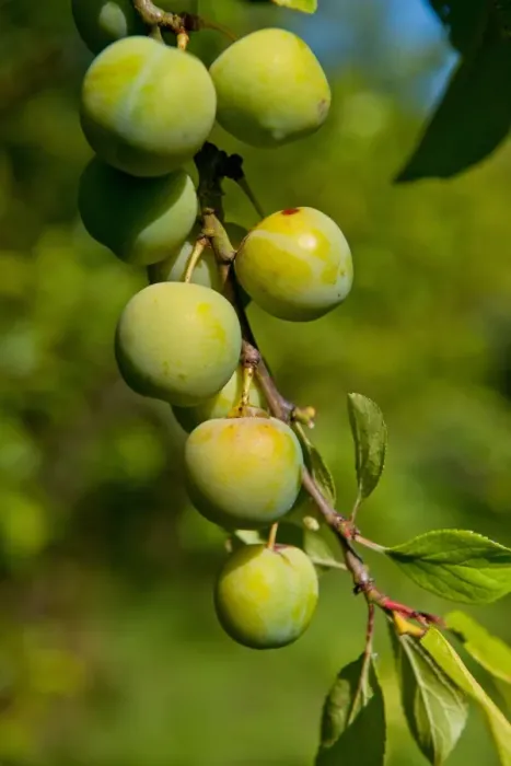 Framed Print : Damson (Prunus domestica var. insititia) Mirabelle Golden Sphere, close-up of fruit, growing in orchard, Norfolk Framed Print : Damson (Prunus domestica var. insititia) Mirabelle Golden Sphere, close-up of fruit, growing in orchard, Norfolk