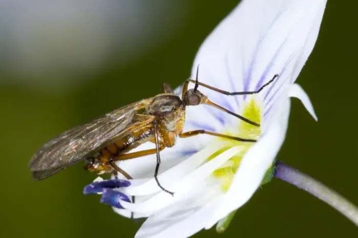 Framed Print : Dance Fly (Empis sp. ) adult female, feeding on speedwell flower in garden, Powys, Wales, May Framed Print : Dance Fly (Empis sp. ) adult female, feeding on speedwell flower in garden, Powys, Wales, May