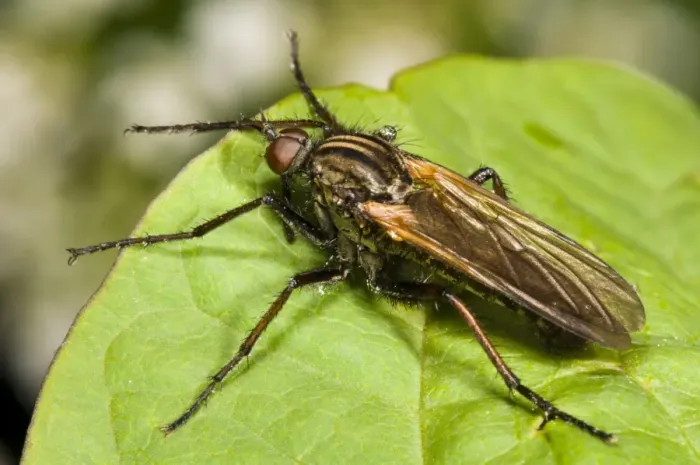 Framed Print : Dance Fly (Empis tessellata) adult, resting on leaf, Crossness Nature Reserve, Bexley, Kent, England, may Framed Print : Dance Fly (Empis tessellata) adult, resting on leaf, Crossness Nature Reserve, Bexley, Kent, England, may