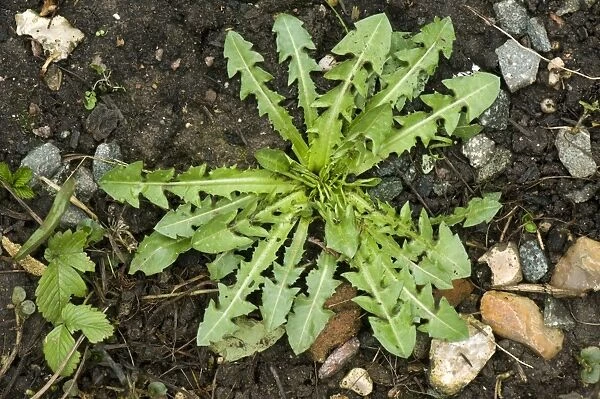 Dandelion, Taraxacum officinale, leaf rosette on soil