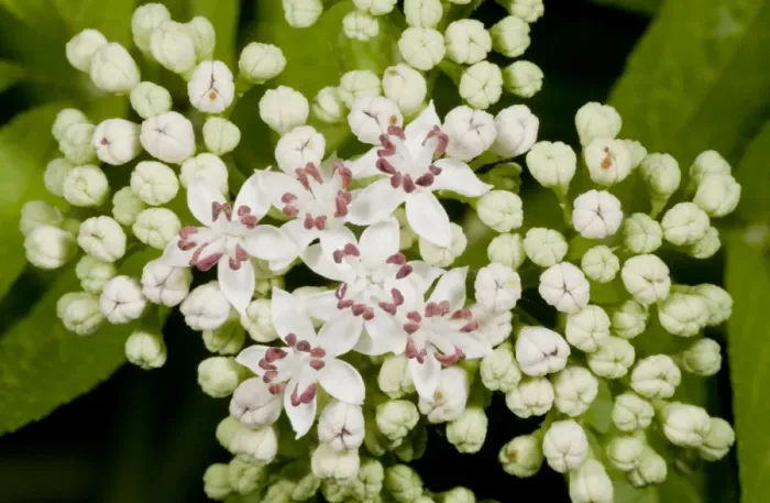 Framed Print : Danewort (Sambucus ebulus) close-up of flowers, France, August Framed Print : Danewort (Sambucus ebulus) close-up of flowers, France, August