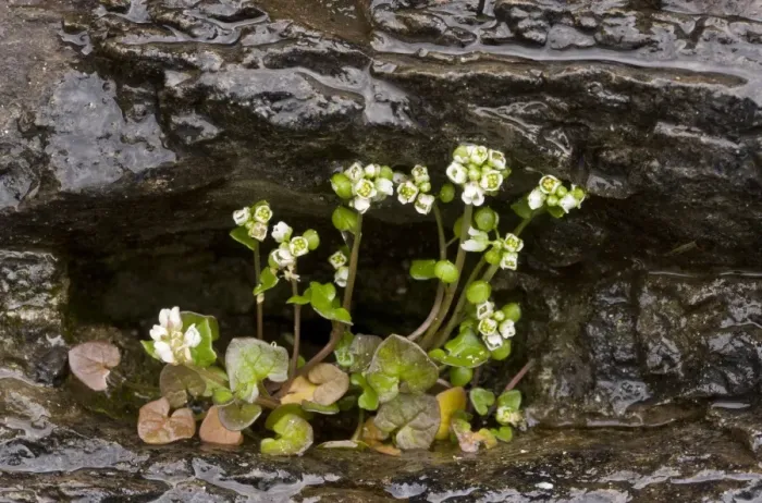 Framed Print : Danish Scurvy-grass (Cochlearia danica) flowering, growing on coastal cliff, France, March Framed Print : Danish Scurvy-grass (Cochlearia danica) flowering, growing on coastal cliff, France, March
