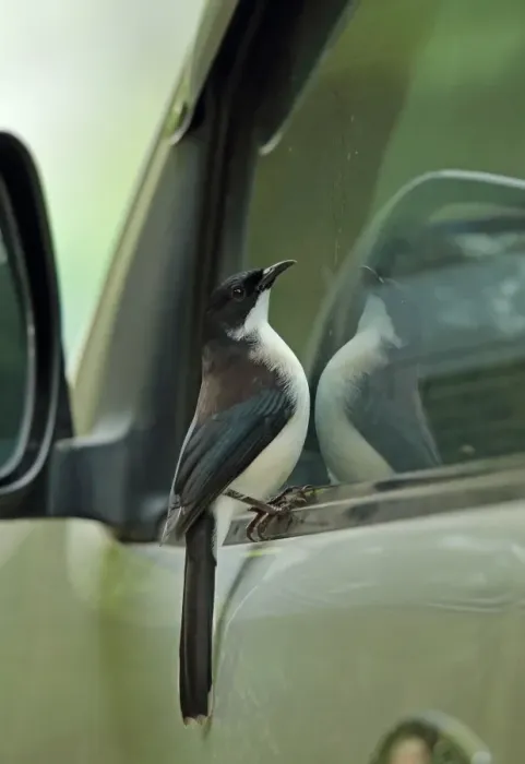 Framed Print : Dark-backed Sibia (Heterophasia melanoleuca radcliffei) adult, inspecting reflection in car window, Doi Lang Framed Print : Dark-backed Sibia (Heterophasia melanoleuca radcliffei) adult, inspecting reflection in car window, Doi Lang