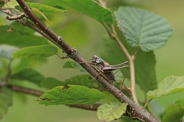 Dark Bush-cricket (Pholidoptera griseoaptera) adult male, resting on hazel twig, Brittany, France, August