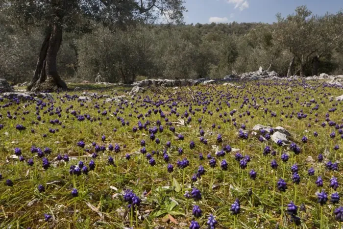 Framed Print : Dark Grape Hyacinth (Muscari commutatum) flowering mass, growing in old Olive (Olea europea) grove habitat, Lesvos, Greece, march Framed Print : Dark Grape Hyacinth (Muscari commutatum) flowering mass, growing in old Olive (Olea europea) grove habitat, Lesvos, Greece, march