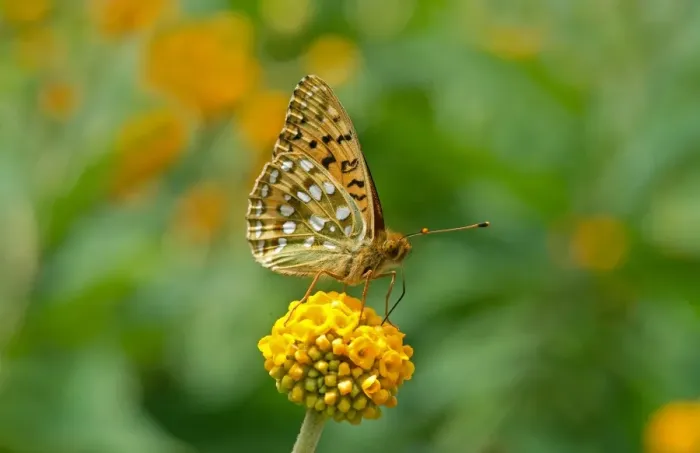 Framed Print : Dark Green Fritillary (Argynnis aglaja) adult, feeding on flower, England, june