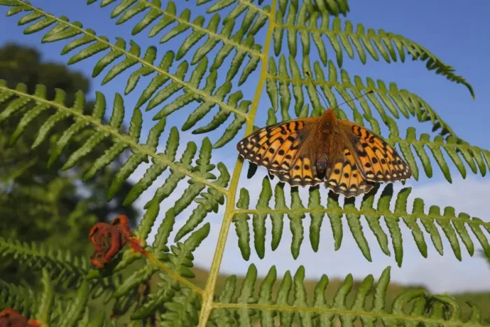 Framed Print : Dark Green Fritillary (Argynnis aglaja) adult female, basking on fern frond in early morning sunshine, Powys, Wales, july