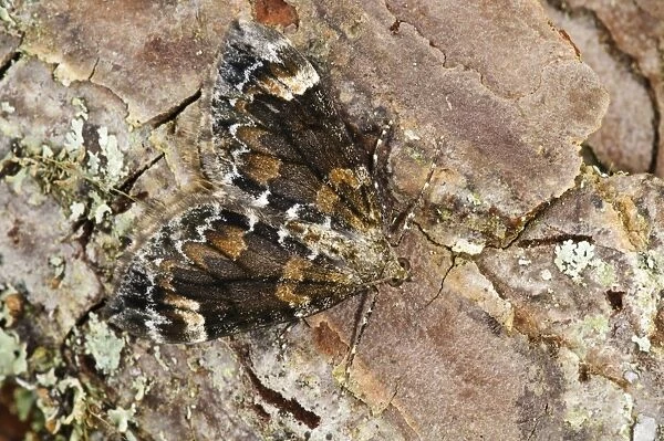 Dark Marbled Carpet Moth (Chloroclysta citrata) adult, camouflaged on pine bark, Loch Garten RSPB Reserve