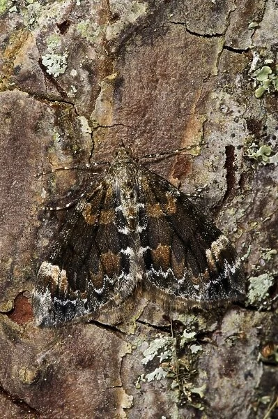 Dark Marbled Carpet Moth (Chloroclysta citrata) adult, camouflaged on pine bark, Loch Garten RSPB Reserve