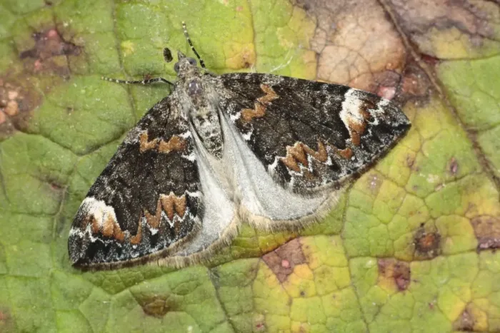 Framed Print : Dark Marbled Carpet Moth (Chloroclysta citrata) adult, resting on leaf, Powys, Wales, august