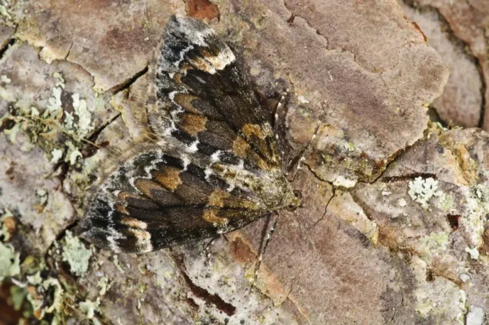 Framed Print : Dark Marbled Carpet Moth (Chloroclysta citrata) adult, camouflaged on pine bark, Loch Garten RSPB Reserve Framed Print : Dark Marbled Carpet Moth (Chloroclysta citrata) adult, camouflaged on pine bark, Loch Garten RSPB Reserve