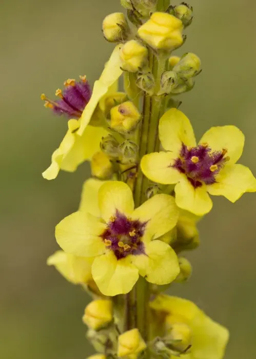 Framed Print : Dark Mullein (Verbascum nigrum) close-up of flowers, French Alps, France, August Framed Print : Dark Mullein (Verbascum nigrum) close-up of flowers, French Alps, France, August