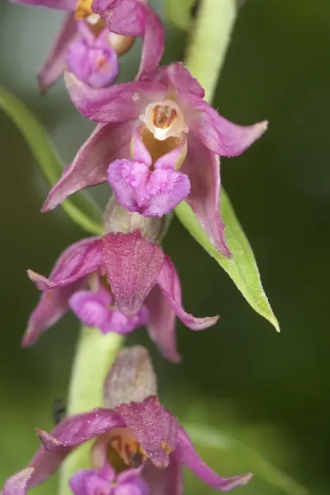Framed Print : Dark Red Helleborine (Epipactis atrorubens) close-up of flowers, Slovenia Framed Print : Dark Red Helleborine (Epipactis atrorubens) close-up of flowers, Slovenia
