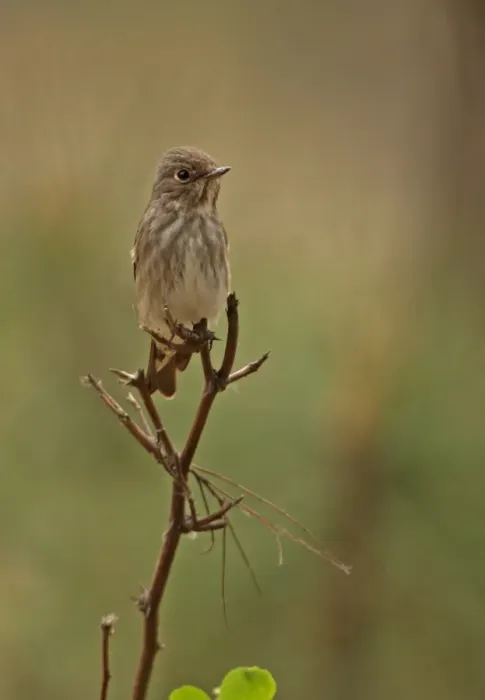 Framed Print : Dark-sided Flycatcher (Muscicapa sibirica) adult, perched on twig, Hebei, China, may Framed Print : Dark-sided Flycatcher (Muscicapa sibirica) adult, perched on twig, Hebei, China, may