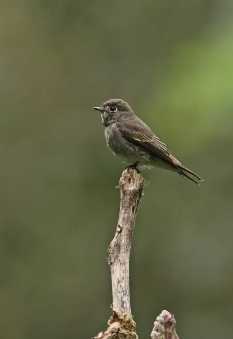 Framed Print : Dark-sided Flycatcher (Muscicapa sibirica) adult, perched on snag, Kaeng Krachan N. P. Thailand, november Framed Print : Dark-sided Flycatcher (Muscicapa sibirica) adult, perched on snag, Kaeng Krachan N. P. Thailand, november