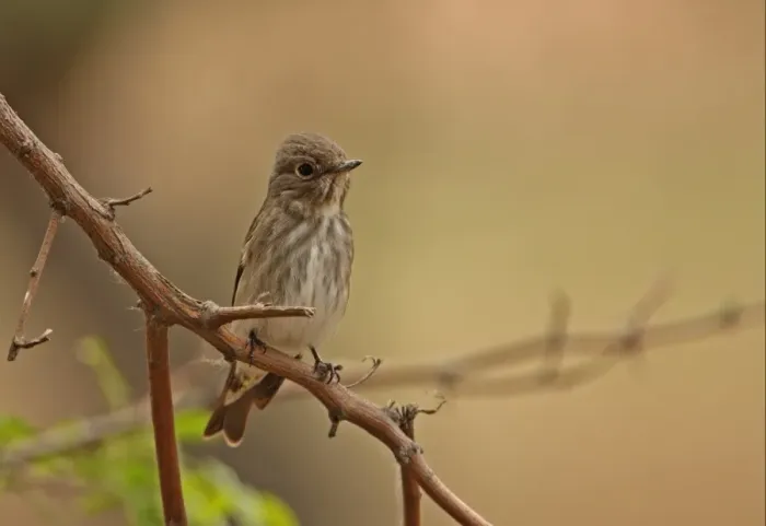 Framed Print : Dark-sided Flycatcher (Muscicapa sibirica) adult, perched on twig, Hebei, China, may Framed Print : Dark-sided Flycatcher (Muscicapa sibirica) adult, perched on twig, Hebei, China, may
