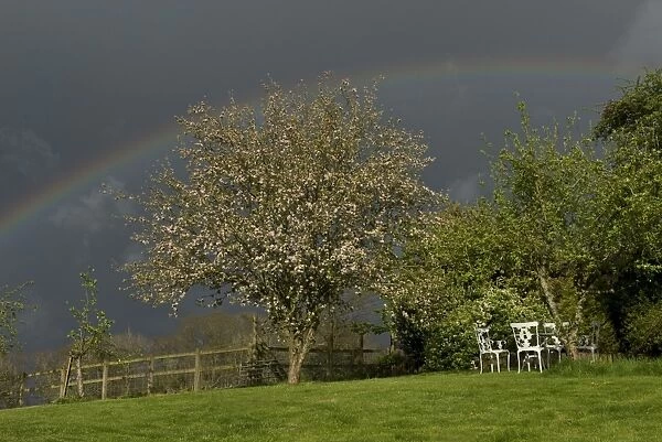 Dark sky with a vivid rainbow over a garden with a flowering crab apple tree on a showery spring day, West Berkshire
