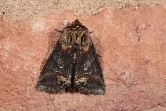 Framed Print : Dark Spectacle (Abrostola triplasia) adult, resting on brick wall, Shropshire, England, may Framed Print : Dark Spectacle (Abrostola triplasia) adult, resting on brick wall, Shropshire, England, may