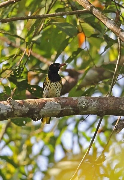 Dark-throated Oriole (Oriolus xanthonotus xanthonotus) adult male, perched on branch, Way Kambas N. P