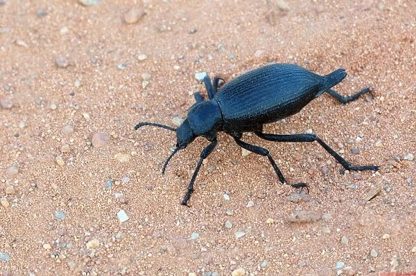 Darkling Beetle (Eleodes obscurus) adult, walking on sand, Arches N. P. Utah, U. S. A. May