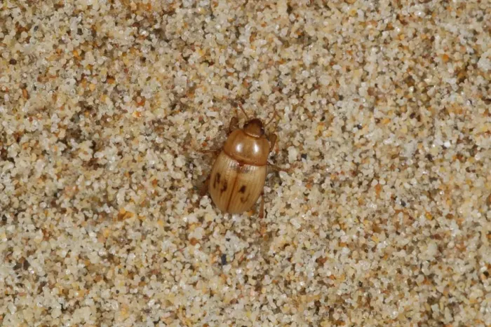Framed Print : Darkling Beetle (Phaleria cadaverina) adult, under strandline debris on beach, Gower Peninsula, Glamorgan, Wales Framed Print : Darkling Beetle (Phaleria cadaverina) adult, under strandline debris on beach, Gower Peninsula, Glamorgan, Wales