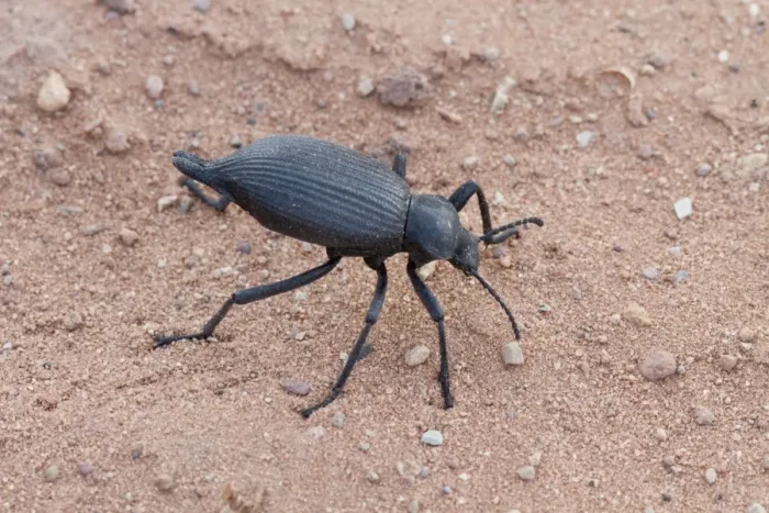 Framed Print : Darkling beetle from Utah USA Framed Print : Darkling beetle from Utah USA