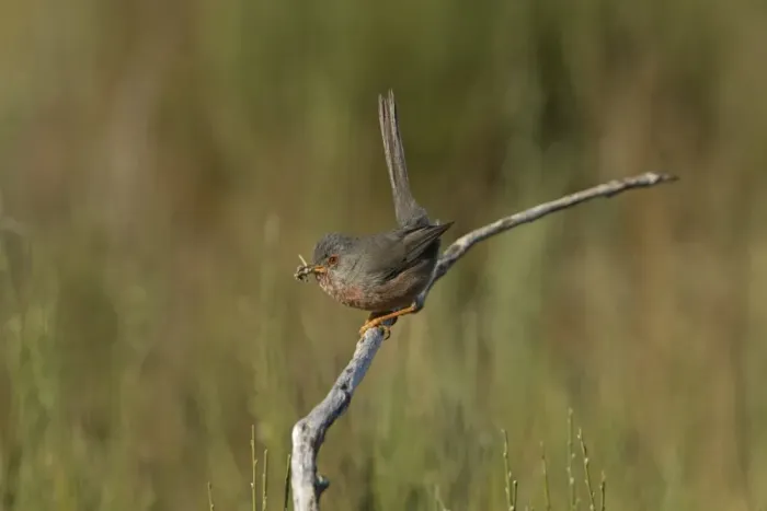 Framed Print : Dartford Warbler (Sylvia undata) adult female, with nest material in beak, perched on broom, Extremadura, Spain, April Framed Print : Dartford Warbler (Sylvia undata) adult female, with nest material in beak, perched on broom, Extremadura, Spain, April