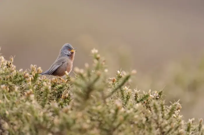 Framed Print : Dartford Warbler (Sylvia undata) adult male, singing, perched on gorse in heathland, North Wales, March Framed Print : Dartford Warbler (Sylvia undata) adult male, singing, perched on gorse in heathland, North Wales, March
