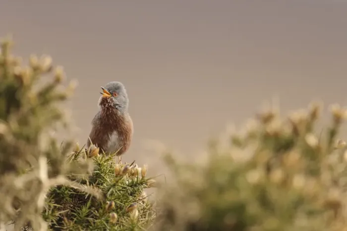 Framed Print : Dartford Warbler (Sylvia undata) adult male, singing, perched on gorse in heathland, North Wales, March Framed Print : Dartford Warbler (Sylvia undata) adult male, singing, perched on gorse in heathland, North Wales, March