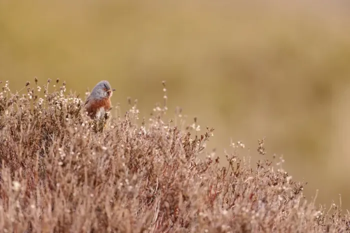 Framed Print : Dartford Warbler (Sylvia undata) adult male, perched on heather in heathland, North Wales, March Framed Print : Dartford Warbler (Sylvia undata) adult male, perched on heather in heathland, North Wales, March