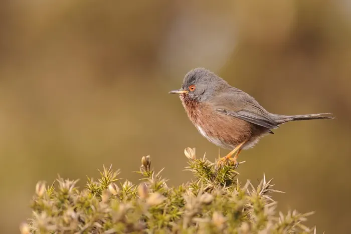 Framed Print : Dartford Warbler (Sylvia undata) adult male, perched on gorse in heathland, North Wales, March Framed Print : Dartford Warbler (Sylvia undata) adult male, perched on gorse in heathland, North Wales, March
