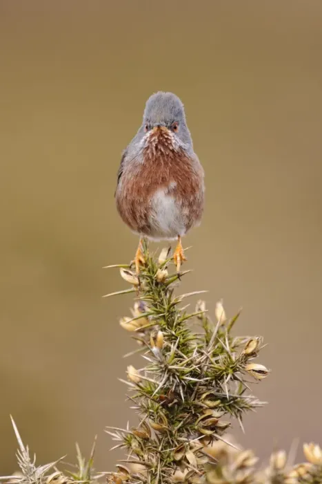 Framed Print : Dartford Warbler (Sylvia undata) adult male, perched on gorse in heathland, North Wales, March Framed Print : Dartford Warbler (Sylvia undata) adult male, perched on gorse in heathland, North Wales, March