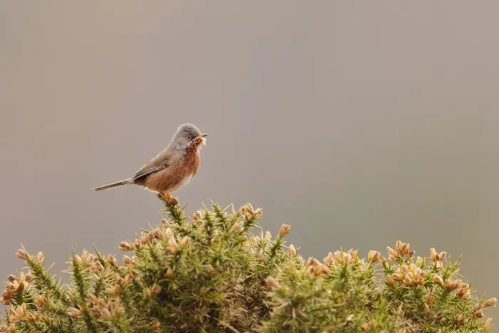 Framed Print : Dartford Warbler (Sylvia undata) adult male, perched on gorse in heathland, North Wales, March
