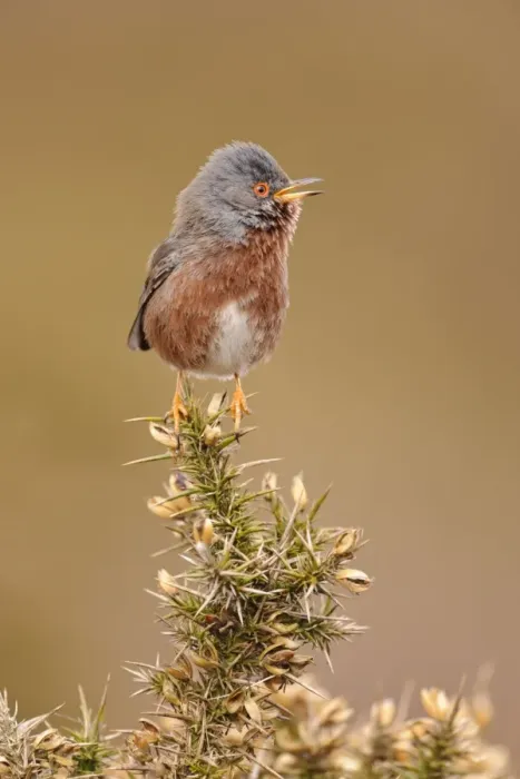 Framed Print : Dartford Warbler (Sylvia undata) adult male, singing, perched on gorse in heathland, North Wales, March Framed Print : Dartford Warbler (Sylvia undata) adult male, singing, perched on gorse in heathland, North Wales, March